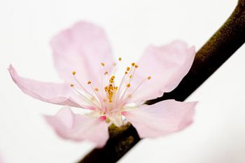 Bloemmetje in volle bloei