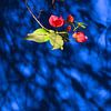 Bloem op Blauw von Ton van den Boogaard