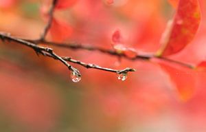 Regendruppels in het rood