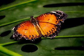 Rote Florfliege Schmetterling auf Blatt