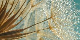 Panorama of a golden yellow morning star (Tragopogon) by Marjolijn van den Berg