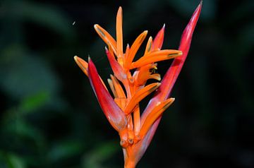 Fleur de perruche au Panama sur Karel Frielink