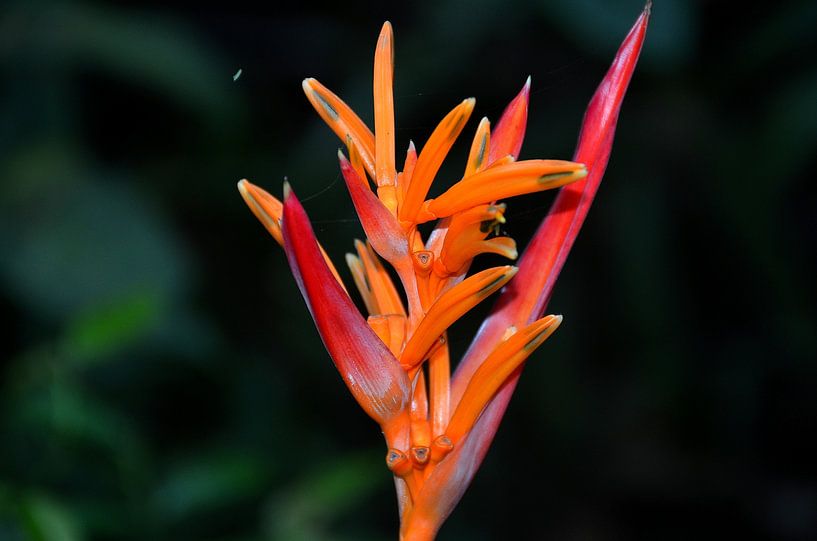 Sittichblüte in Panama von Karel Frielink