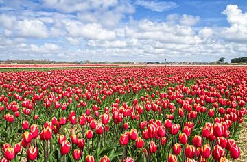 Rode Tulpen op Texel / Red Tulips on Texel van Justin Sinner Pictures ( Fotograaf op Texel)