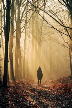 Herbstlicher Traum im Kapwald von Koen Boelrijk Photography