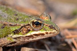 Groene kikker van Frank Heinen