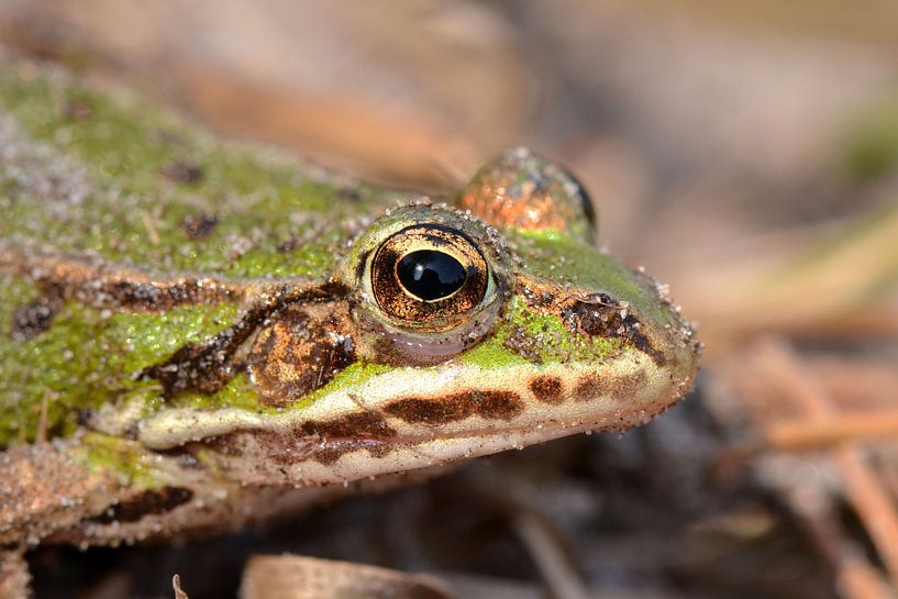 Groene kikker von Frank Heinen