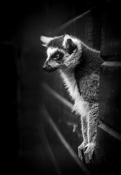 Der Ringelschwanzlemur von Hennie Zeij