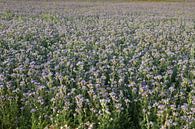 Viooltjes phacelia, phacelia, bijenvriend, tufted beauty van Karina Gebert thumbnail