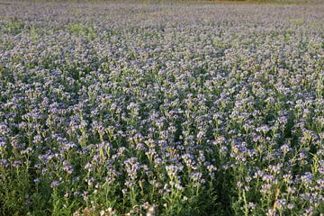 Viooltjes phacelia, phacelia, bijenvriend, tufted beauty van Karina Gebert