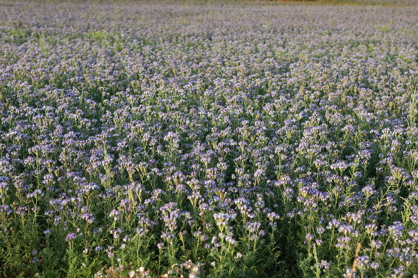 Viooltjes phacelia, phacelia, bijenvriend, tufted beauty van Karina Gebert