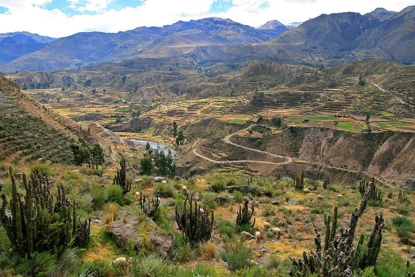 Colca-Schlucht von Antwan Janssen