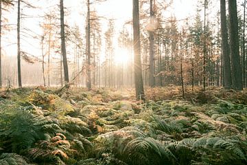 Kiefern und Farnpflanzen in einem Wald an einem schönen Herbstmorgen von Sjoerd van der Wal Fotografie