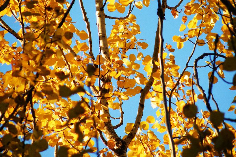 Gelber Baum von Walljar