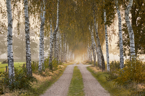 Gouden Berkenlaan in de Herfst (landscape)