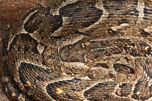 Gecamoufleerde pofadder