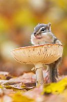 Herfst bij de eekhoorns 2