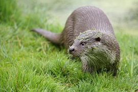 Europäische Fischotter (Lutra lutra) von Ronald Pol