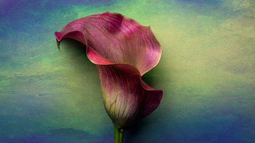 Stilleven Bloem op achtergrond