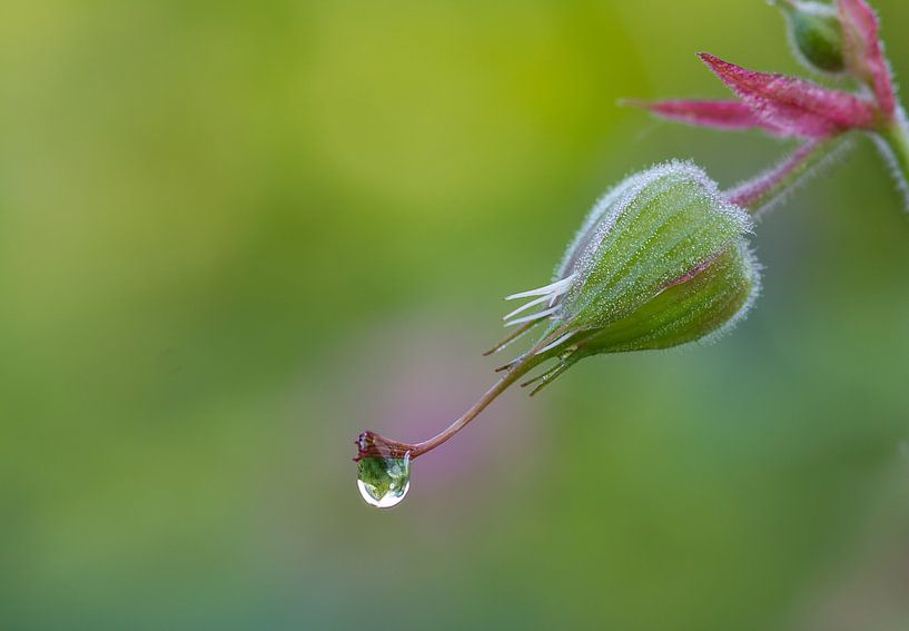 Hang in there by Monique Laats=Wind