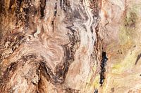 Stilleven in het hout