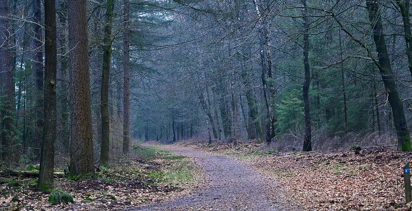 Into The Woods von Peter van Rijn