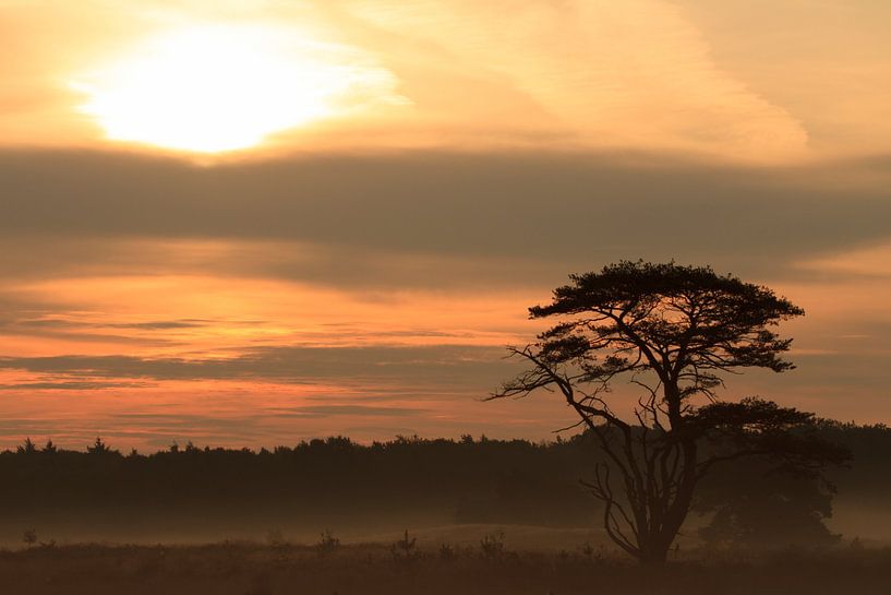 Mystical morning atmosphere by Hans van Kuijk