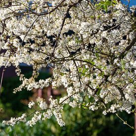 A springtime feeling by Kees Goethart