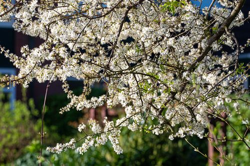 Lente gevoel van Kees Goethart