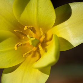 Gele tulp van Léontine Lamers