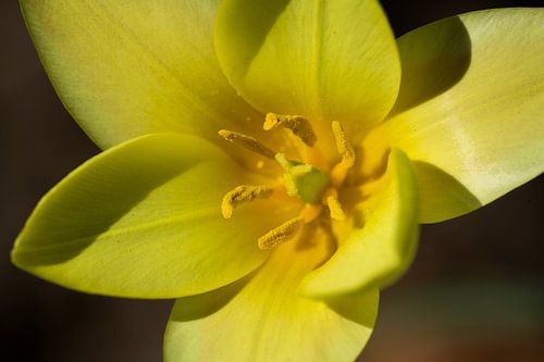 Gele tulp van Léontine Lamers