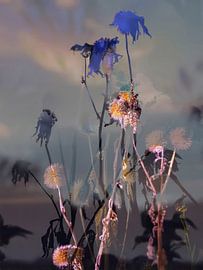 Die Felder LXV von Zand