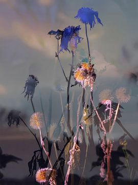 Les Champs LXV sur Zand