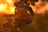 Peren