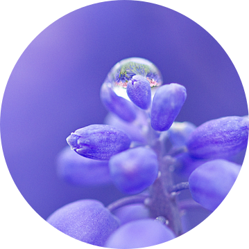 panorama 5 luik van macro blauwe druif van Sandra Keereweer