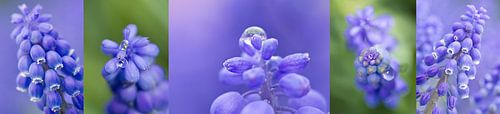 panorama 5 luik van macro blauwe druif