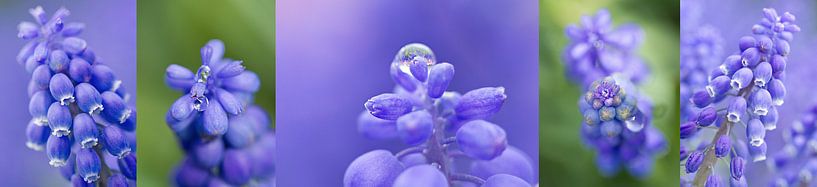 panorama 5 luik van macro blauwe druif by Sandra Keereweer