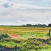Tulpenvelden Texel Nederland van Marcel Riepe