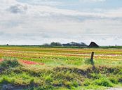 Tulpenvelden Texel Nederland van Marcel Riepe thumbnail