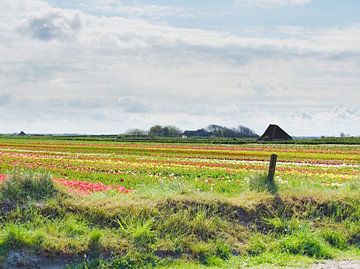 Tulpenvelden Texel Nederland