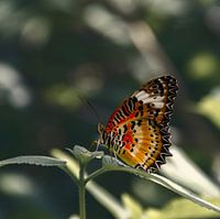 Vlinder: Cethosia Cyane
