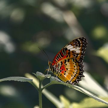 Vlinder: Cethosia Cyane van Guido Heijnen