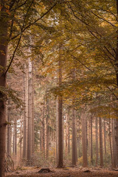 Forêt féerique dans une atmosphère automnale par Dafne Vos