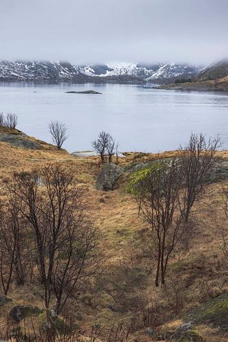'Die Lofoten – eine idyllische Landschaft, eingehüllt in neblige Schönheit und Ruhe 