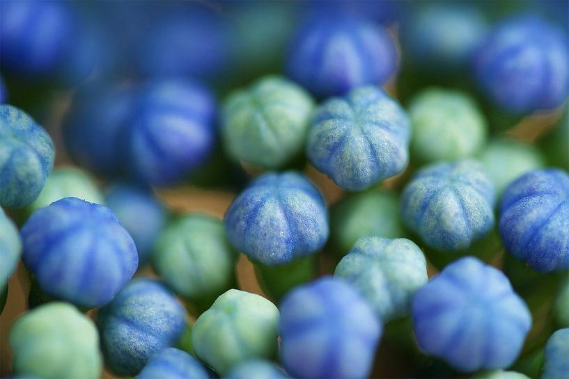 Blue Buds of Hydrangea by Hans Hoogerhuis
