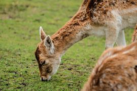 Dearest Deer by Maria elican