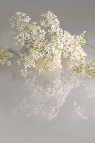 Flötenkraut. Romantische Traumwelt. Grau mit Weiß. Basis. von Alie Ekkelenkamp