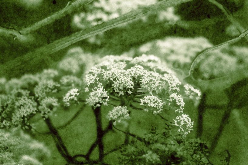 Angelica Archangelica by Aart Prikker