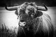 Schotse hooglander stier van Arie Jan van Termeij thumbnail