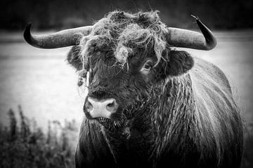 Schotse hooglander stier van Arie Jan van Termeij
